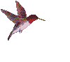 hummingbird-flying
